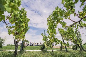 Soave e l’Irpinia, il Franciacorta Festival, il Porto Cervo Wine & Food Festival: ecco gli eventi
