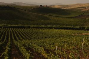 Vigneto Italia: a disposizione per il 2020 6.772 ettari per i nuovi impianti