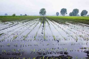 Il maltempo mette in ginocchio l’agricoltura: due miliardi di euro di danni e produzioni a rischio