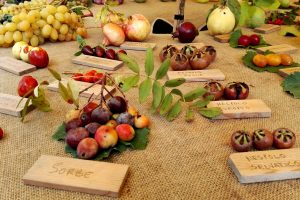 Giornata della Biodiversit&agrave;, Coldiretti: &ldquo;in un secolo sparite in Italia 3 variet&agrave; di frutta su 4&rdquo;