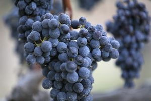 Il mondo nel 2050: cos&igrave; il global warming rischia di sconvolgere l&rsquo;economia del vino