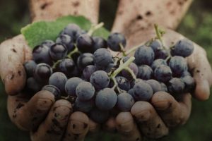 Nel 2022 frena la crescita del vigneto bio in Francia: +13.000 ettari, il 48% in meno del 2021 Nel 2022 frena la crescita del vigneto bio in Francia: +13.000 ettari, il 48% in meno del 2021