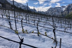 Clima pazzo, neve su campi e vigneti: immagini preoccupanti, ma di straordinaria bellezza
