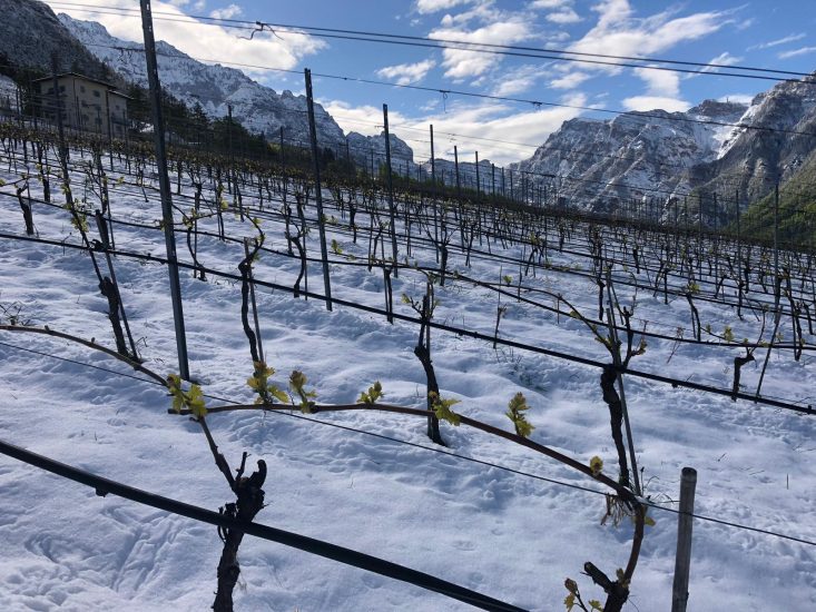 In Trentino la neve ha imbiancato i vigneti di Maso Michei, tenuta di proprietà di Martin Foradori Hofstätter della omonima cantina di Tramin