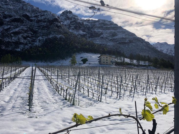 In Trentino la neve ha imbiancato i vigneti di Maso Michei, tenuta di proprietà di Martin Foradori Hofstätter della omonima cantina di Tramin