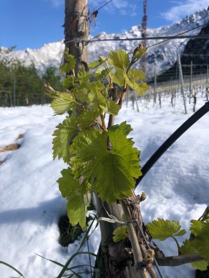 In Trentino la neve ha imbiancato i vigneti di Maso Michei, tenuta di proprietà di Martin Foradori Hofstätter della omonima cantina di Tramin