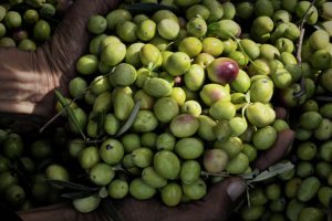 La produzione di olio in rimonta: nel 2019 previste 330.000 tonnellate, +89% sul 2018