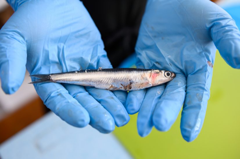 “Slow Fish” 2025 a Genova con Slow Food 