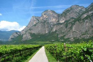 Terroir, vitigni, cambiamenti climatici, archeologia e Borgogna: ecco “Incontri Rotaliani”