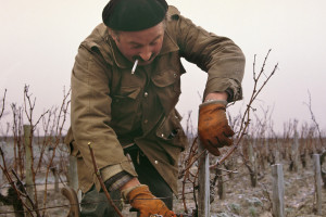 Pink Lady Food Photographer of the Year, i migliori del concorso fotografico tutto dedicato al cibo