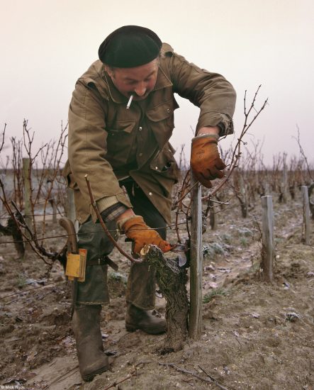“Errazuriz Wine Photographer of the Year - People” n. 1: Mick Rock, “Vigneron Pruning Vines”