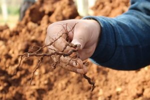 Genetica, apparato radicale della vite, nuove varietà e portinnesti: la stato della ricerca “in vign