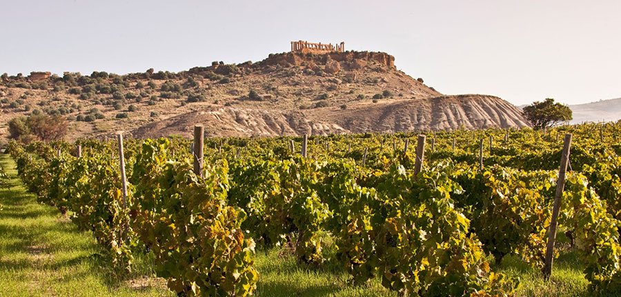 La vigna e la storia si intrecciano nel Paesaggi o della Sicilia, come nella Valle dei Templi