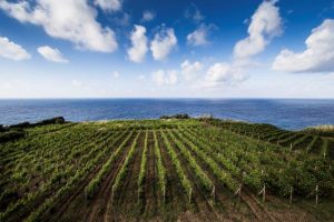 Dalla Sicilia una vendemmia “forte del suo equilibrio”: l’annata 2018 nei bicchieri di WineNews