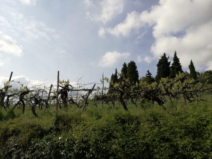 Territorio e longevità del Soave al Centro di Soave Stories