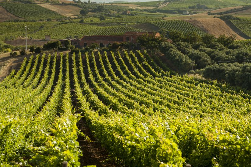 I vigneti della Tenuta Sallier de La Tour