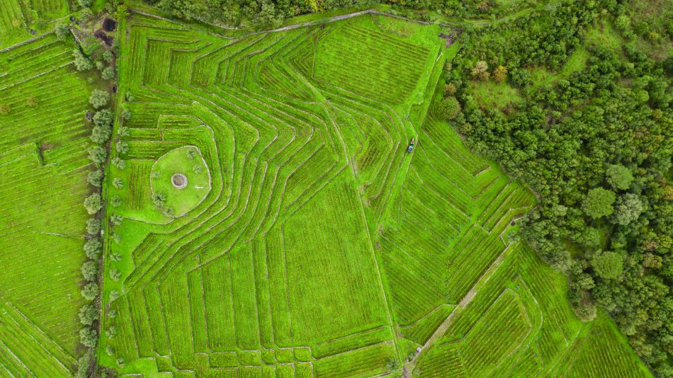 I vigneti di Tascante, l’approdo sull’Etna di Tasca d’Almerita