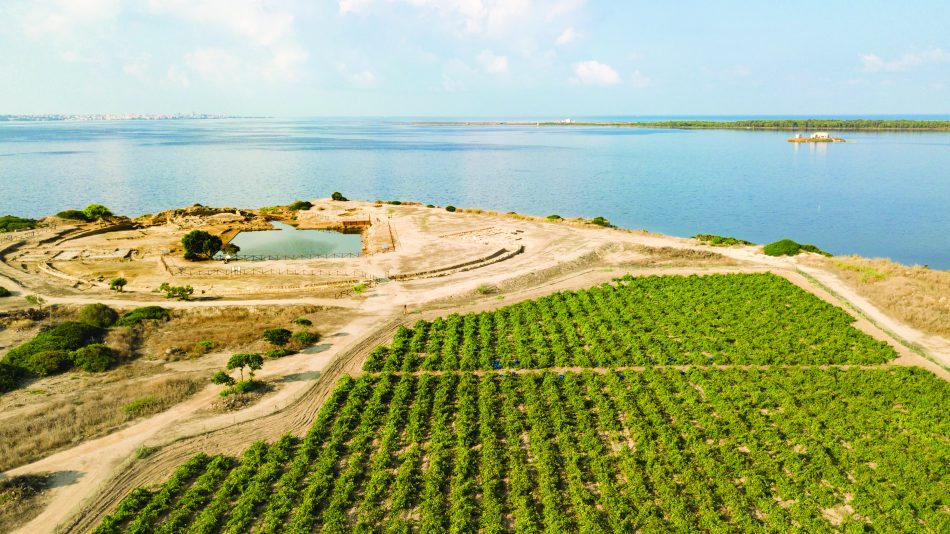 I vigneti della Tenuta Whitaker curati da Tasca d’Almerita