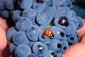 In 2023 the world’s organic wine consumption to1 billion bottles