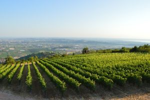 Vino e Covid, anche i Consorzi della Valpolicella e del Soave abbassano le rese