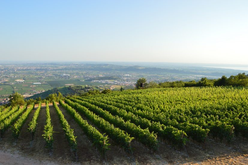 I vigneti della Valpolicella