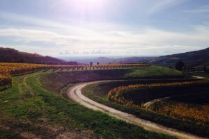 Veneto is driving Italian exports at 25%, and almost the same for wine production