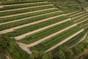 Querelle Valpolicella: il 23 gennaio la proposta della Famiglie Storiche al Consorzio Querelle Valpolicella: il 23 gennaio la proposta della Famiglie Storiche al Consorzio