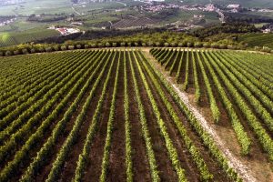 Da Cassa Depositi e Prestiti 10 milioni di euro per sostenere la crescita del Gruppo Italiano Vini