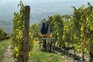 La Valpolicella, tra mercati e svolta green, svela al mondo l’Amarone 2016