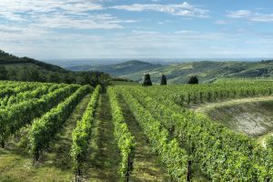 Consorzio Valpolicella, promotion and protection activities grow, while planning for the future Consorzio Valpolicella, promotion and protection activities grow, while planning for the future