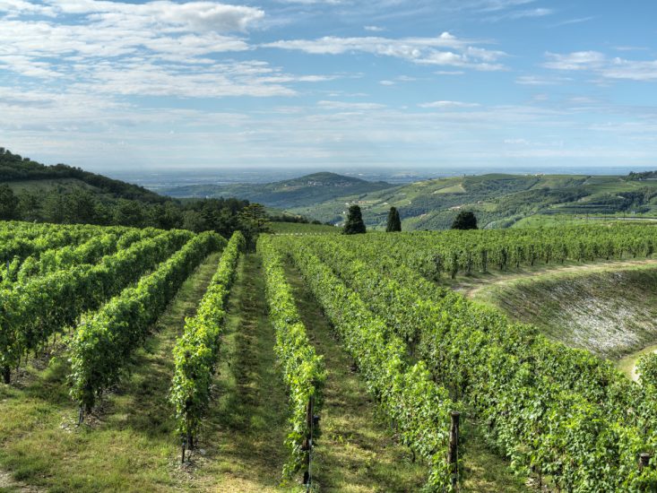 I vigneti della Valpolicella