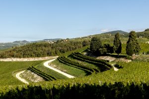 Promozione in sinergia: la Valpolicella insieme ad Asiago, Vialone Nano Veronese e Olio Veneto Dop