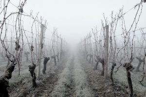 Climate change e il futuro della viticoltura: la tappa di Alba de “L’alfabeto del futuro”