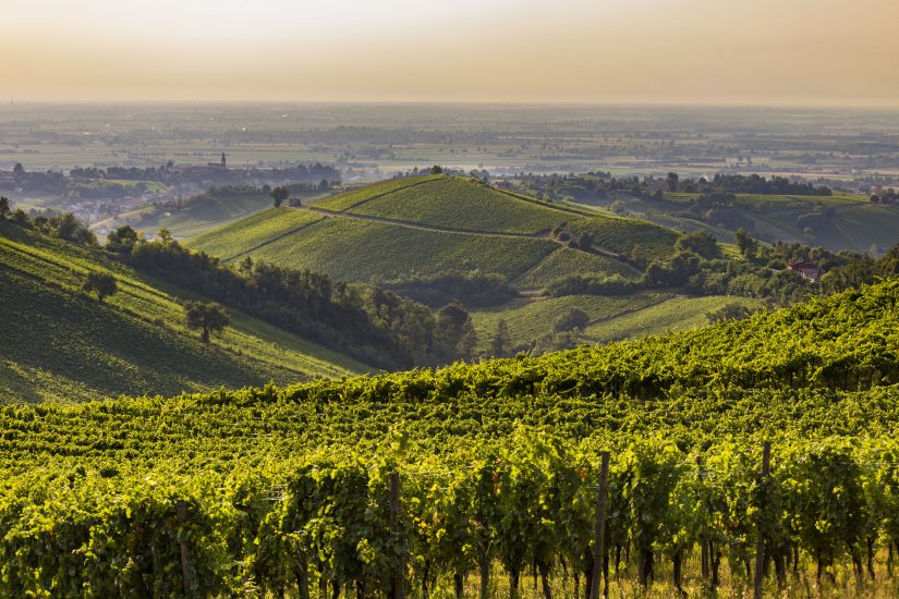 I vigneti dell’Oltrepò Pavese
