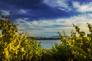 Aziende storiche e “nuovi arrivi”, piccole e grandi cantine: la Sardegna del vino progetta il futuro Aziende storiche e “nuovi arrivi”, piccole e grandi cantine: la Sardegna del vino progetta il futuro