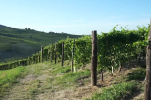 “Suolo, clima e fattore umano fondamentali per il vino, anche nell’adattarsi al climate change”