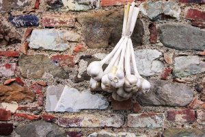 Aglione della Val di Chiana