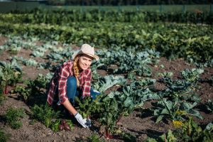 Dall’esenzione Irpef alla risorse per la sovranità alimentare: l’agricoltura in Legge di Bilancio Dall’esenzione Irpef alla risorse per la sovranità alimentare: l’agricoltura in Legge di Bilancio