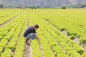 Agricoltura, la terra lavorata dai giovani italiani è la più redditizia d’Europa: 5.000 euro/ettaro