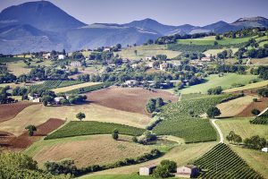 Verdicchio bandiera dell'anima bianchista nazionale