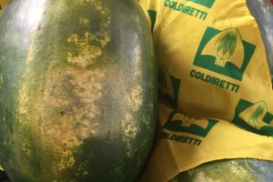 Il gran caldo mette in crisi l&rsquo;agricoltura: nella Pianura Padana perdite dal 10 al 30% del raccolto