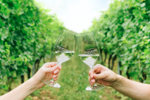 Il vino bio conquista gli italiani, al top bollicine, rosati e bianchi: a dirlo Signorvino Il vino bio conquista gli italiani, al top bollicine, rosati e bianchi: a dirlo Signorvino