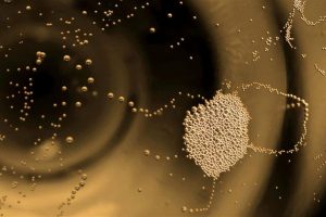 Bollicine: Franciacorta, Trentodoc, Prosecco (e non solo) al vertice della “Sparkle 2020” Bollicine: Franciacorta, Trentodoc, Prosecco (e non solo) al vertice della “Sparkle 2020”