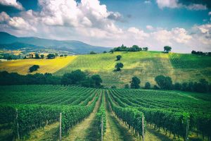 Bianchisti anche in Italia