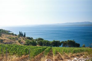 “Alle origini del vino”: il Concours Mondial de Bruxelles in Calabria, a Rende (19-22 maggio)