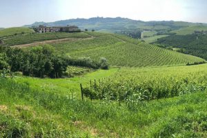 Cascina Gustava, cru di Grinzane Cavour, affidata alla Scuola Enologica di Alba