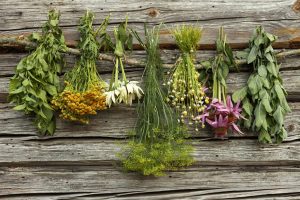 La svolta naturalistica degli italiani porta alla ribalta le erbe, dalla tavola alla farmaceutica