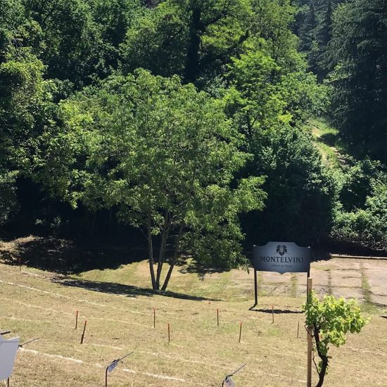 Il progetto de “Il vigneto ritrovato” nel centro di Venegazzù, curato dalla cantina Montelvini