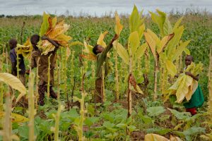 Il lato oscuro dello scaffale: dietro tanti prodotti importati si nasconde lo sfruttamento minorile Il lato oscuro dello scaffale: dietro tanti prodotti importati si nasconde lo sfruttamento minorile