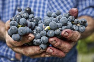 #Ilvinononsiferma: lettera aperta dei vignaioli italiani (oltre 300 firmatari) alla filiera